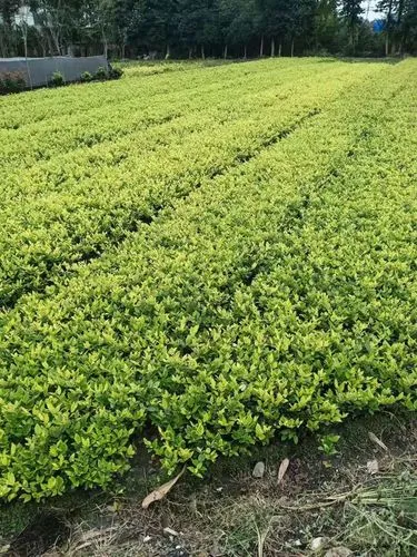 网球拍一打线就弯了