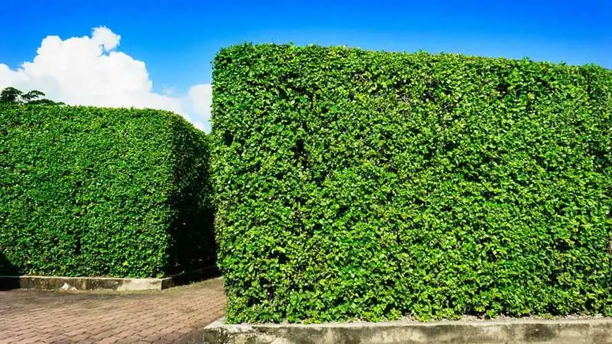 网球拍初学者手丙